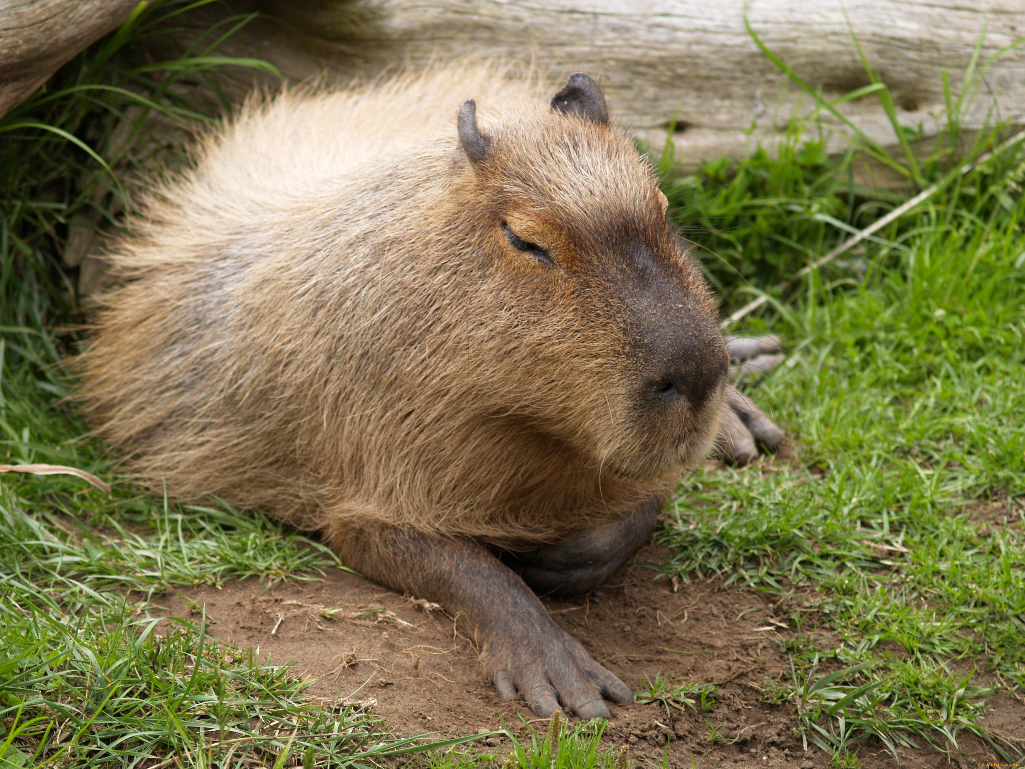 Capybara отзывы